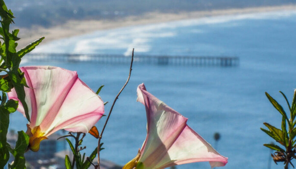 CLCCCF coastal flowers